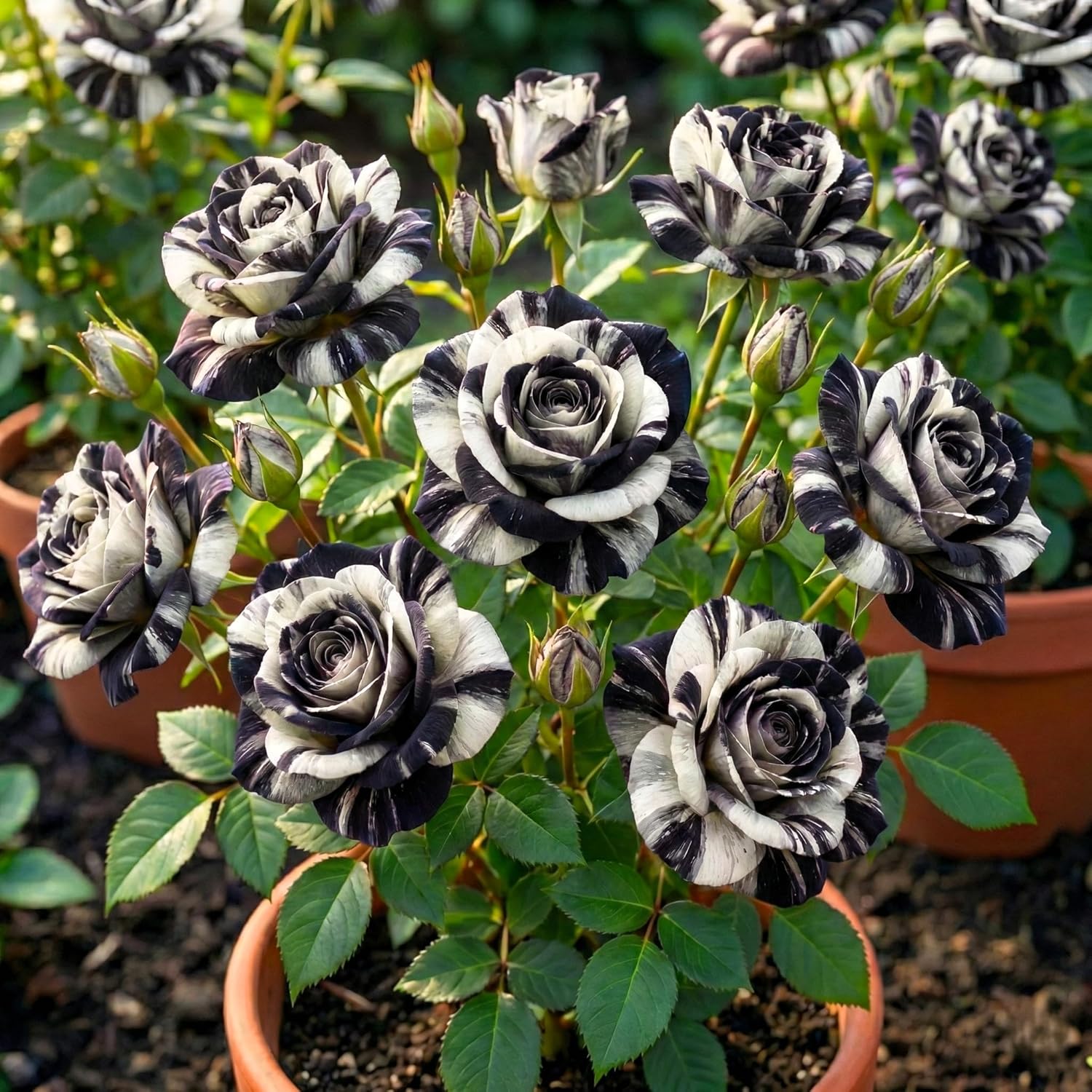 100+ Hybrid Rose Seeds (Hybridization Mix) | Easy to Grow in All-Season, Fragrant Flowers for Home Garden (WHITE BLACK)