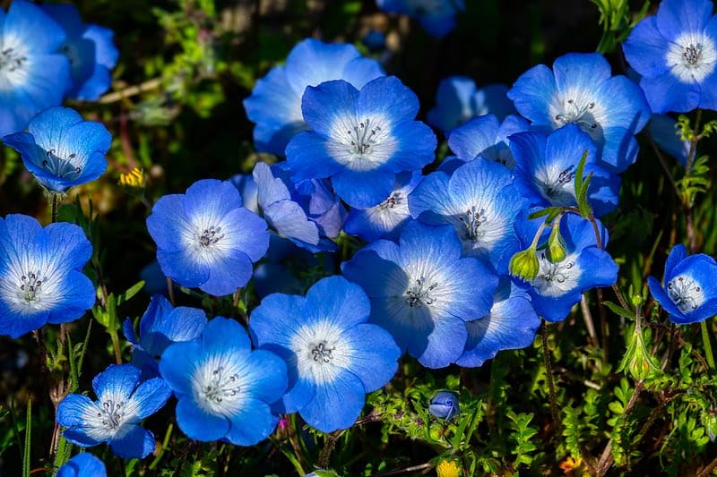 Nemophila Blue Flower Seeds (Pack Of - 50)
