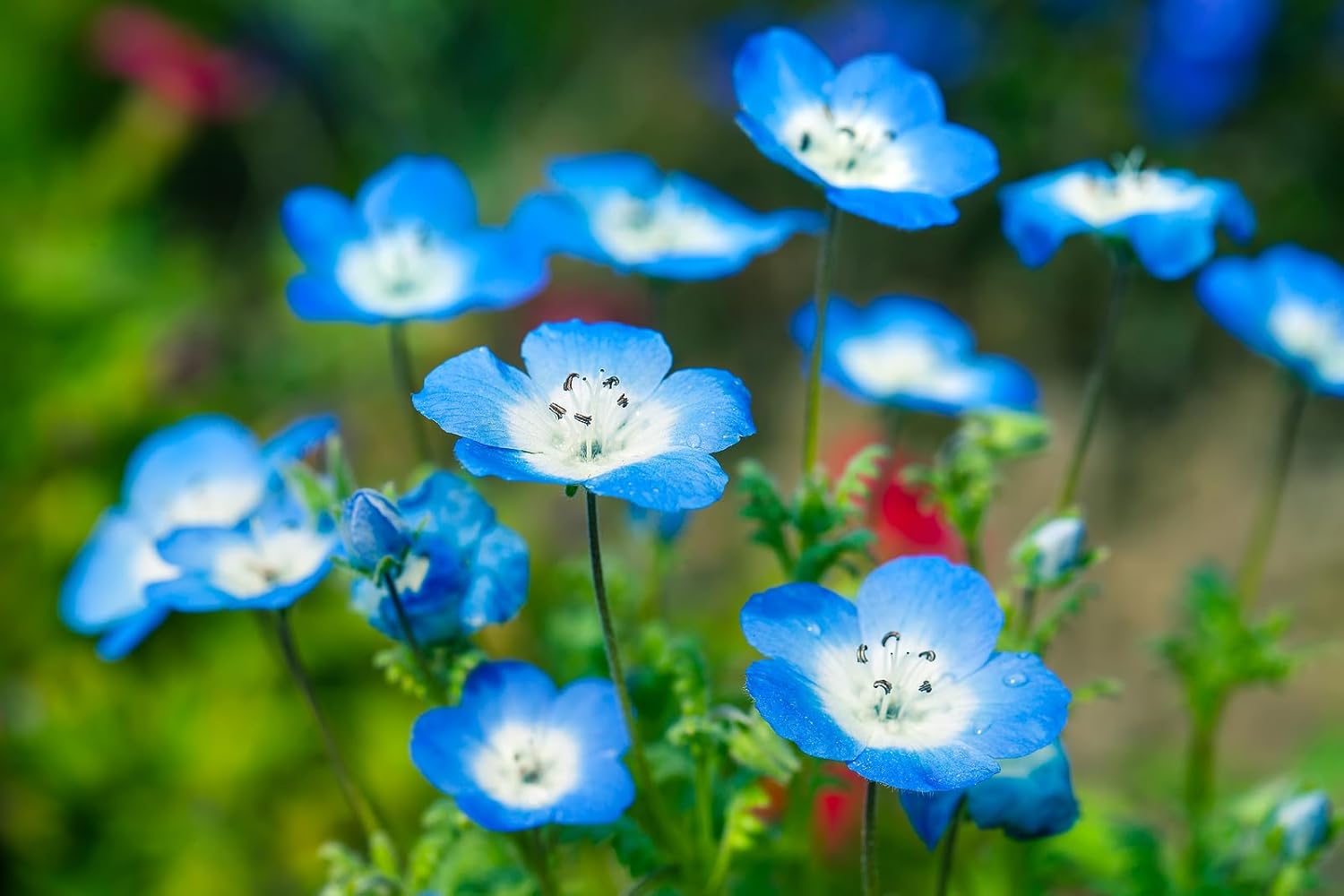 Nemophila Blue Flower Seeds (Pack Of - 50)