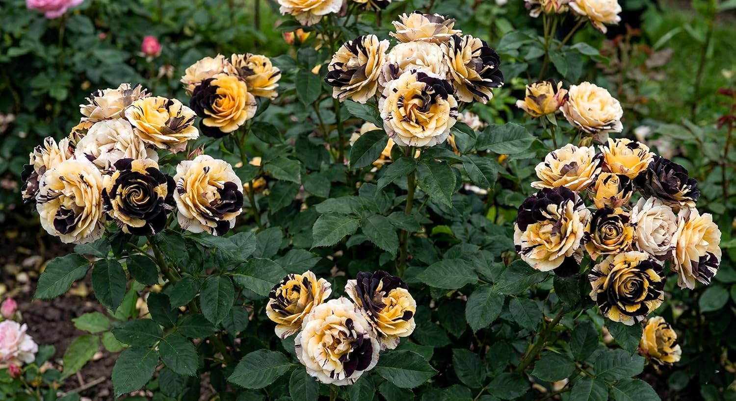 100+ Hybrid Rose Seeds (Hybridization Mix) | Easy to Grow in All-Season, Fragrant Flowers for Home Garden (WHITE YELLOW BLACK)