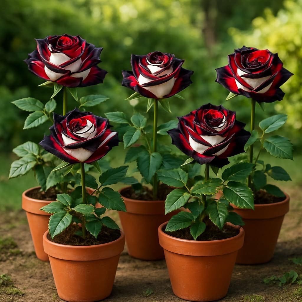 100+ Hybrid Rose Seeds (Red, White & Black Hybridization Mix) | Easy to Grow in All-Season, Fragrant Flowers for Home Garden