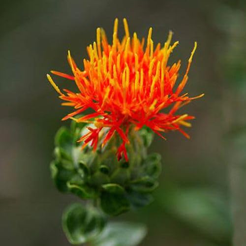 American Saffron Plant Seed | 100% IMPORTED | 95% Germination Rate | Exotic Variety (Saffron Seeds, 50+)