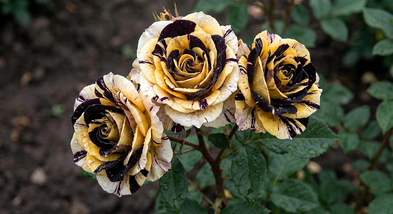 100+ Hybrid Rose Seeds (Hybridization Mix) | Easy to Grow in All-Season, Fragrant Flowers for Home Garden (ALL MIX)