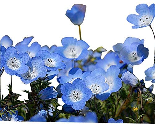 All Seasons BABY BLUE EYES, NEMOPHILA Flower Seeds-100+ Seeds Pack