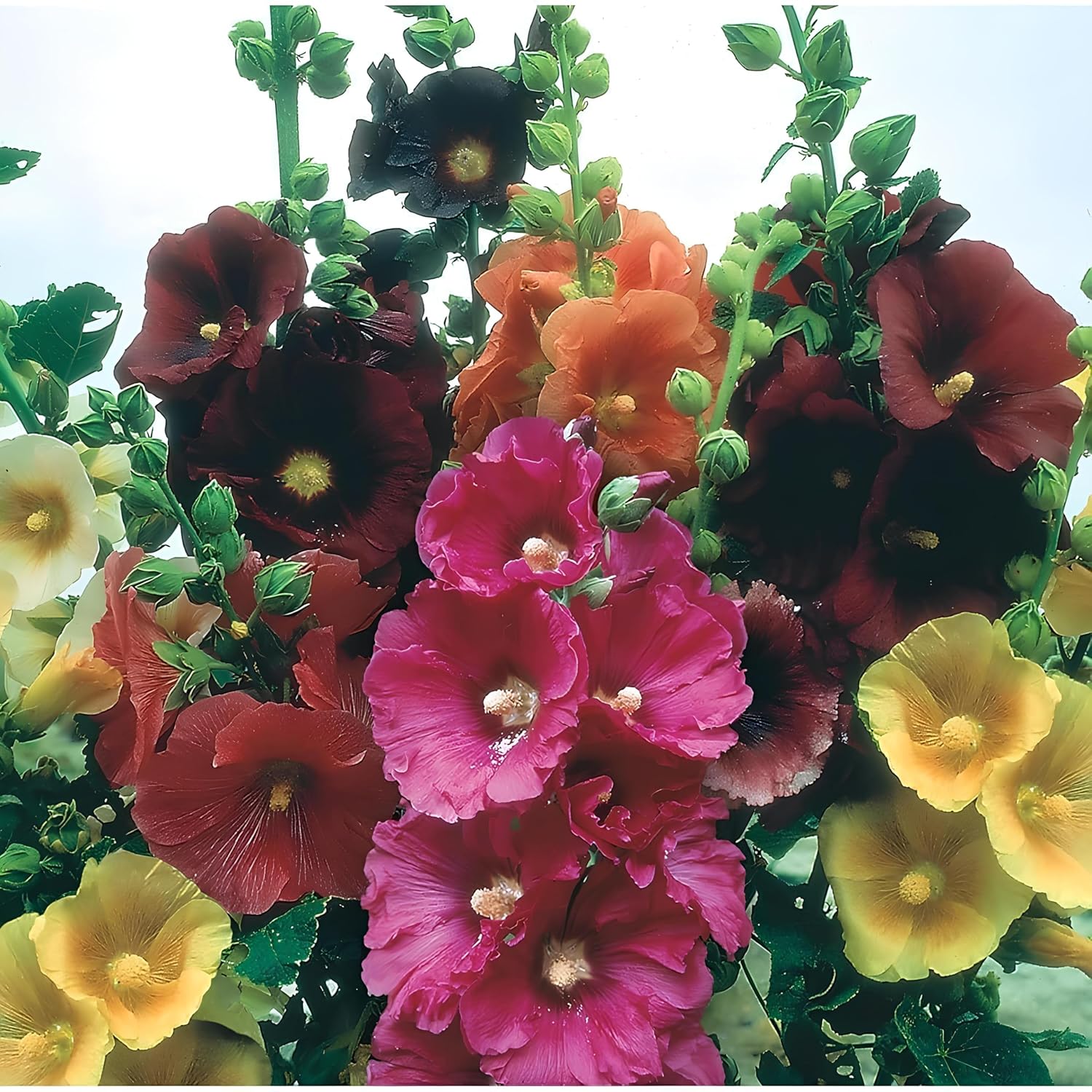 Premium Hybrid Hollyhock Flower Seeds | Imported Double Petal Mix | Multicolour Malva Plant Seeds for Gardening | 100+ seeds