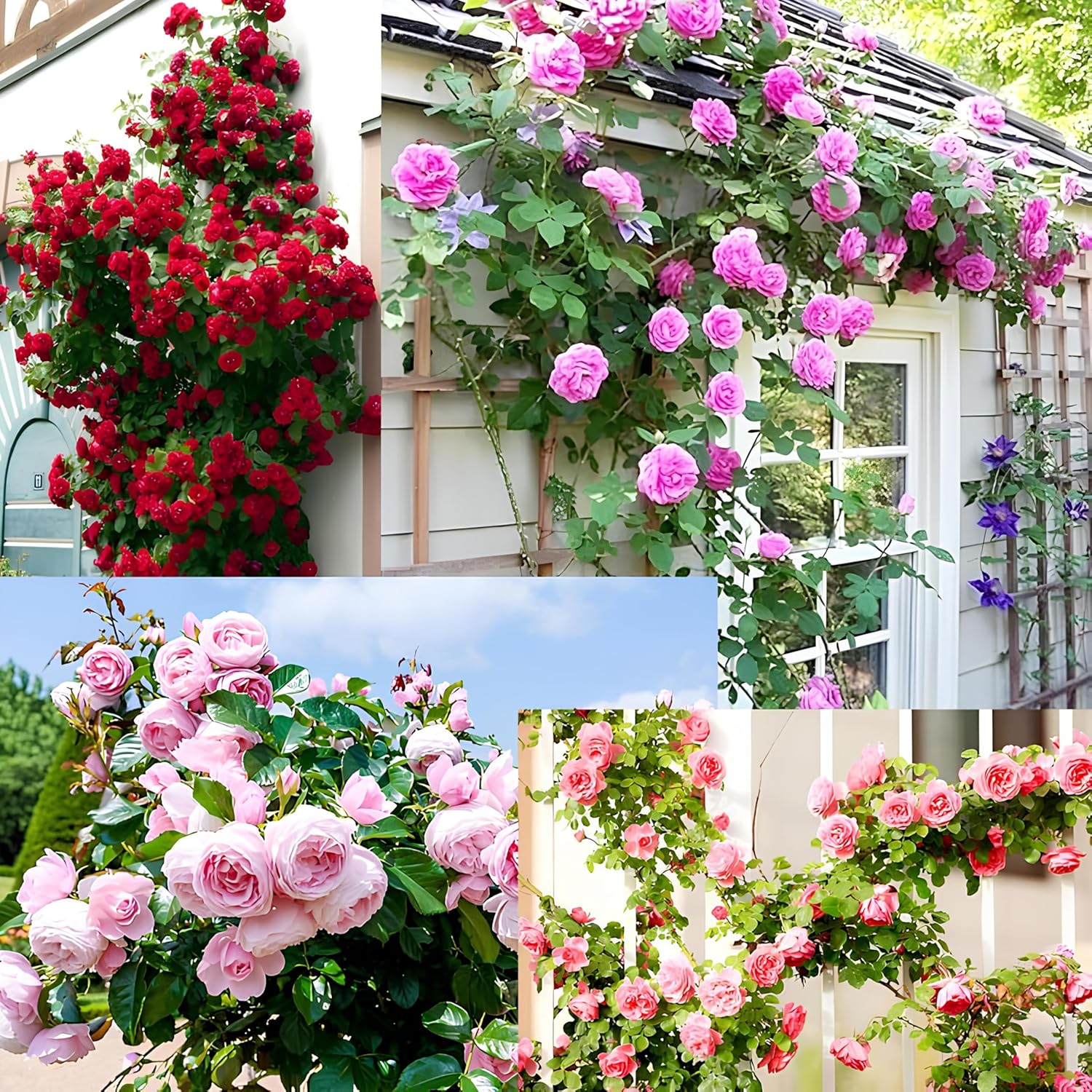 200+ SEEDS- Hybrid Climbing Rose Flower Mix Seeds, Year-Round Blooms.