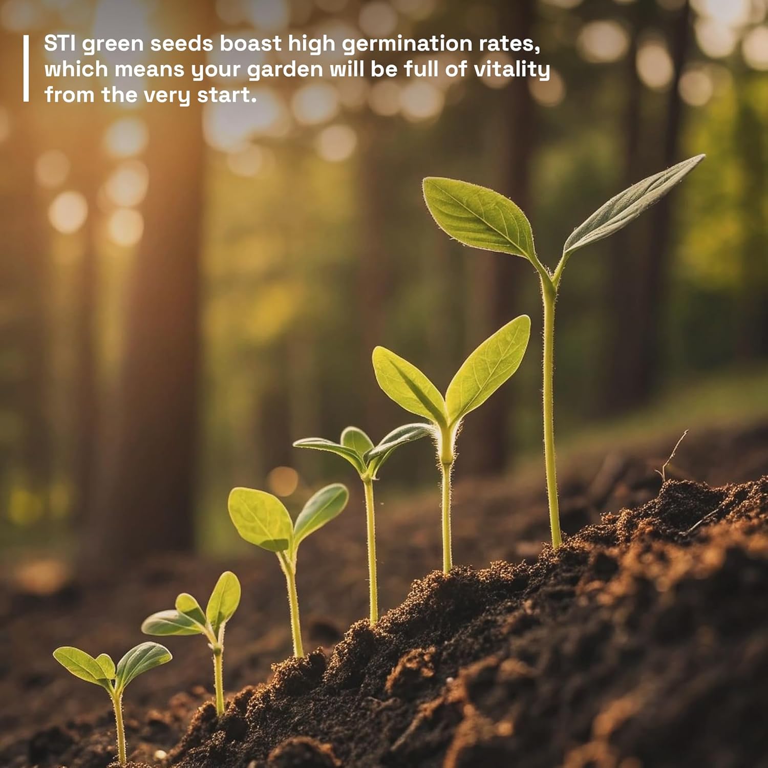 8 Variety Mix Marigold Seeds – 470 Count (8 Variety Mix) – Vibrant Garden Flower Seeds for Home, Balcony & Outdoor Planting