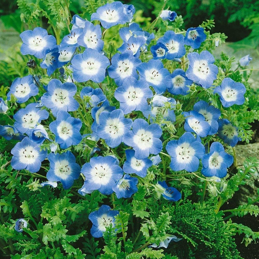 Nemophila maculata Five-Spot Flower Seeds - 150+ Seeds Pack
