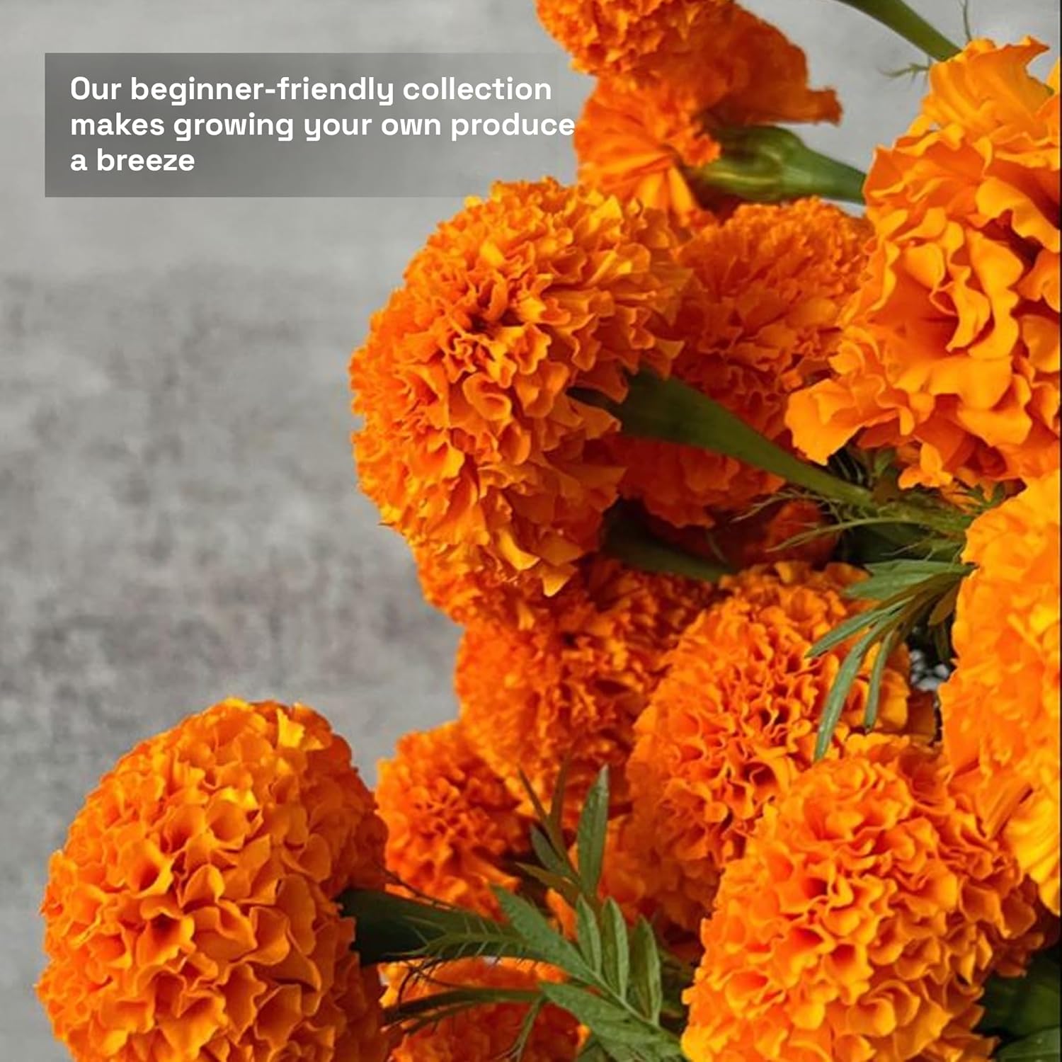 8 Variety Mix Marigold Seeds – 470 Count (8 Variety Mix) – Vibrant Garden Flower Seeds for Home, Balcony & Outdoor Planting