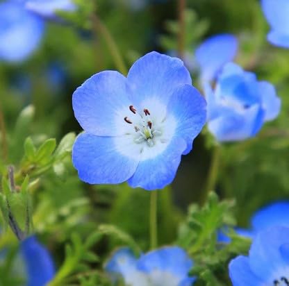 All Seasons BABY BLUE EYES, NEMOPHILA Flower Seeds-100+ Seeds Pack