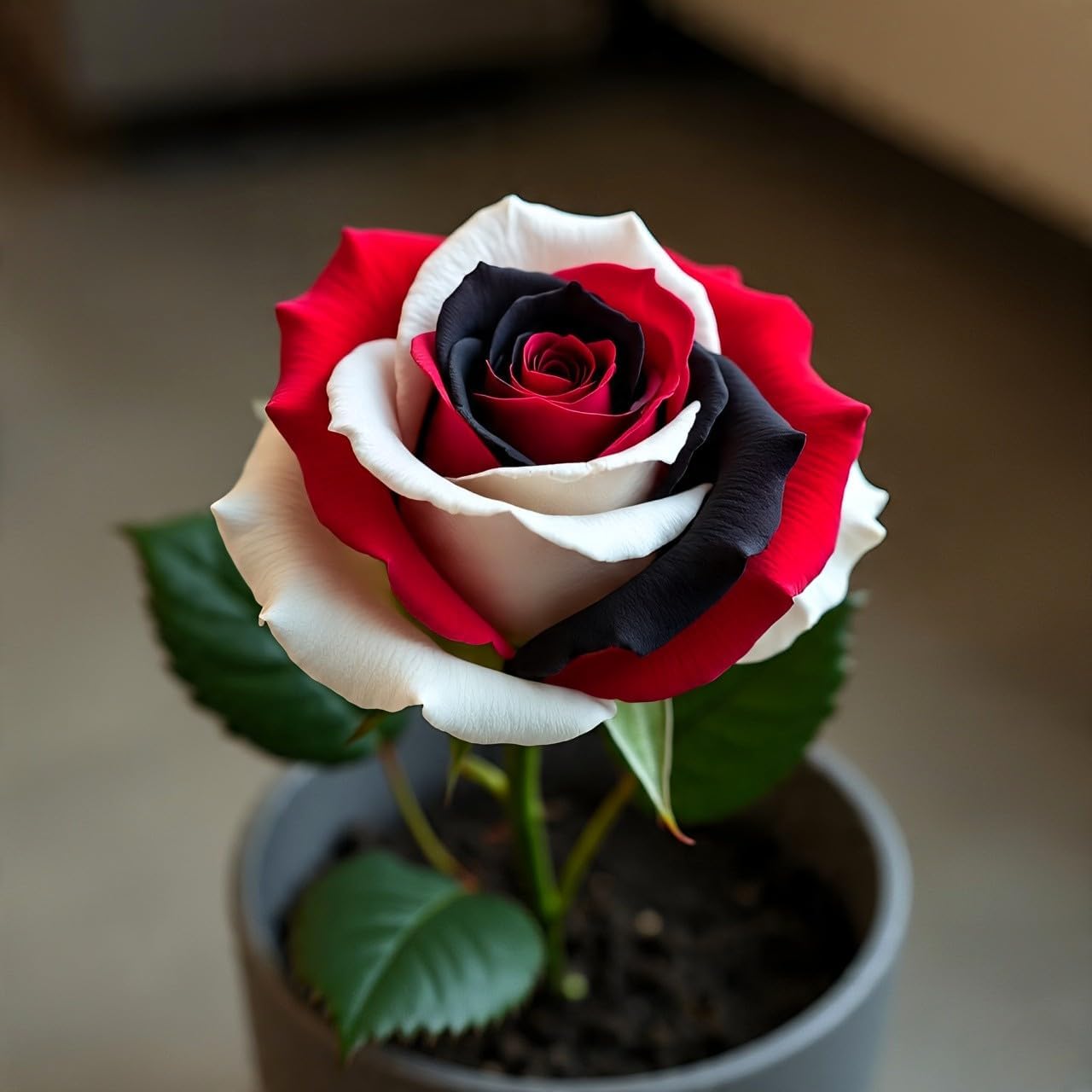 100+ Hybrid Rose Seeds (Red, White & Black Hybridization Mix) | Easy to Grow in All-Season, Fragrant Flowers for Home Garden