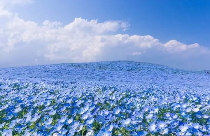All Seasons BABY BLUE EYES, NEMOPHILA Flower Seeds-100+ Seeds Pack