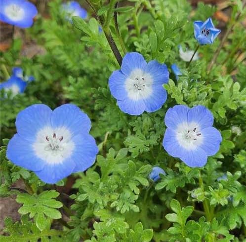 All Seasons BABY BLUE EYES, NEMOPHILA Flower Seeds-100+ Seeds Pack