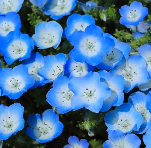All Seasons BABY BLUE EYES, NEMOPHILA Flower Seeds-100+ Seeds Pack
