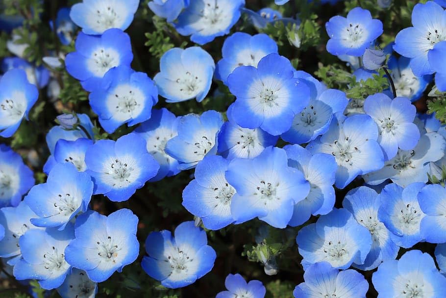 Nemophila maculata Five-Spot Flower Seeds - 150+ Seeds Pack