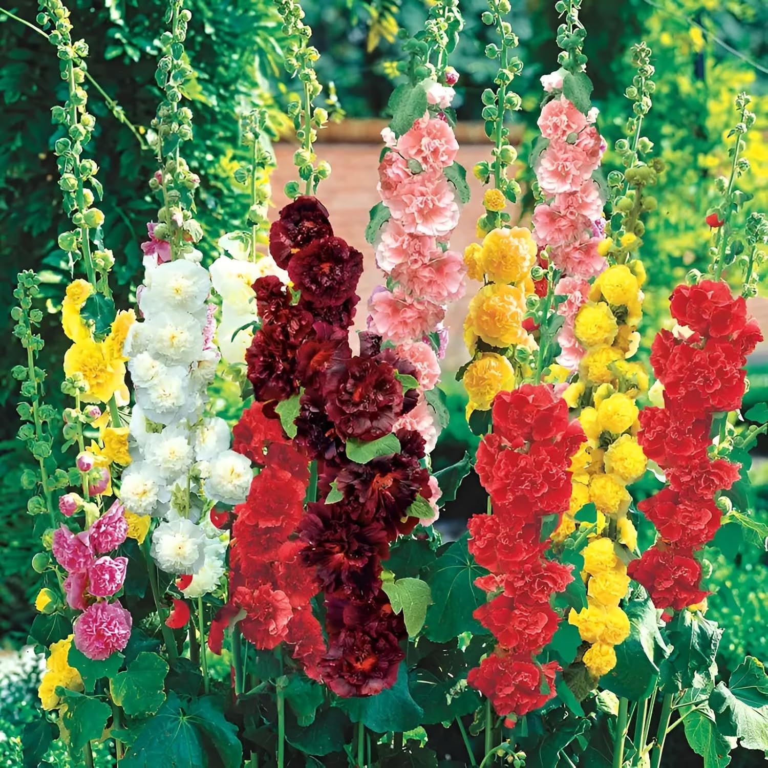 Premium Hybrid Hollyhock Flower Seeds | Imported Double Petal Mix | Multicolour Malva Plant Seeds for Gardening | 100+ seeds