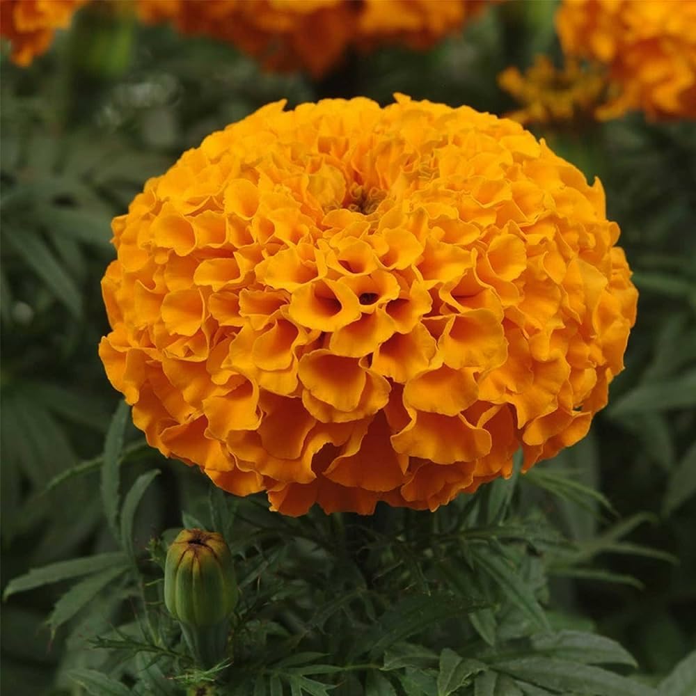 Low Maintenance Hybrid Flower Seeds Combo Pack- All Year Flower Seeds Supply (MARIGOLD 3 VARIETIES)
