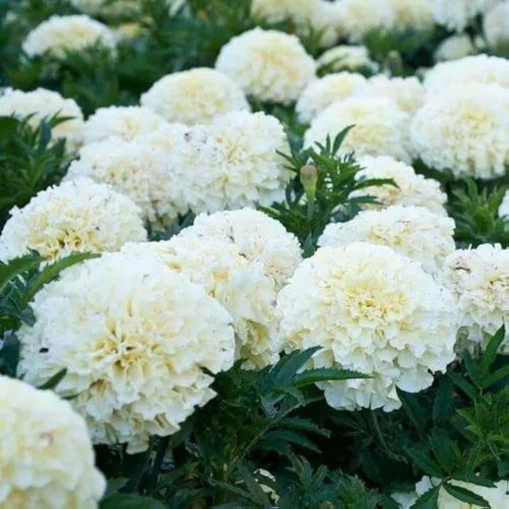 Low Maintenance Hybrid Flower Seeds Combo Pack- All Year Flower Seeds Supply (MARIGOLD 3 VARIETIES)