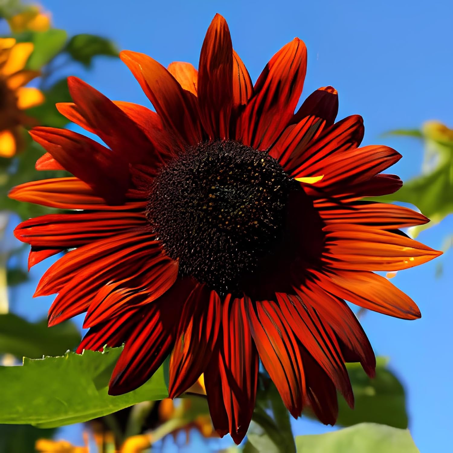 Low Maintenance Hybrid Flower Seeds Combo Pack- All Year Flower Seeds Supply (4 VARIETIES SUNFLOWER COMBO)