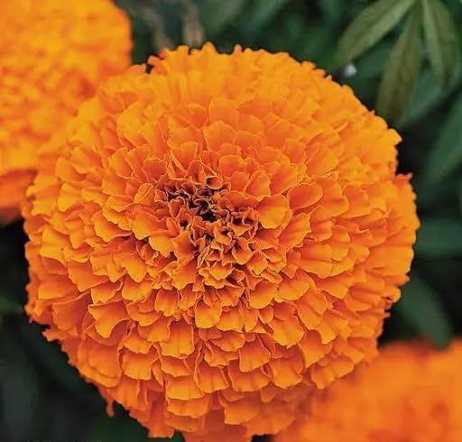 African Marigold Flower Seeds – (100 Seeds Par Packet) – Bright Orange Blossoms for Home Garden