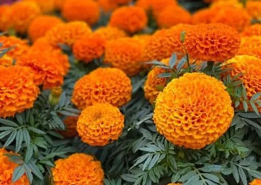 African Marigold Flower Seeds – (100 Seeds Par Packet) – Bright Orange Blossoms for Home Garden